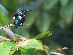 White-bellied Woodstar