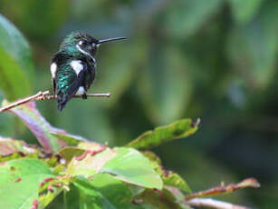 Colibri de Mulsant