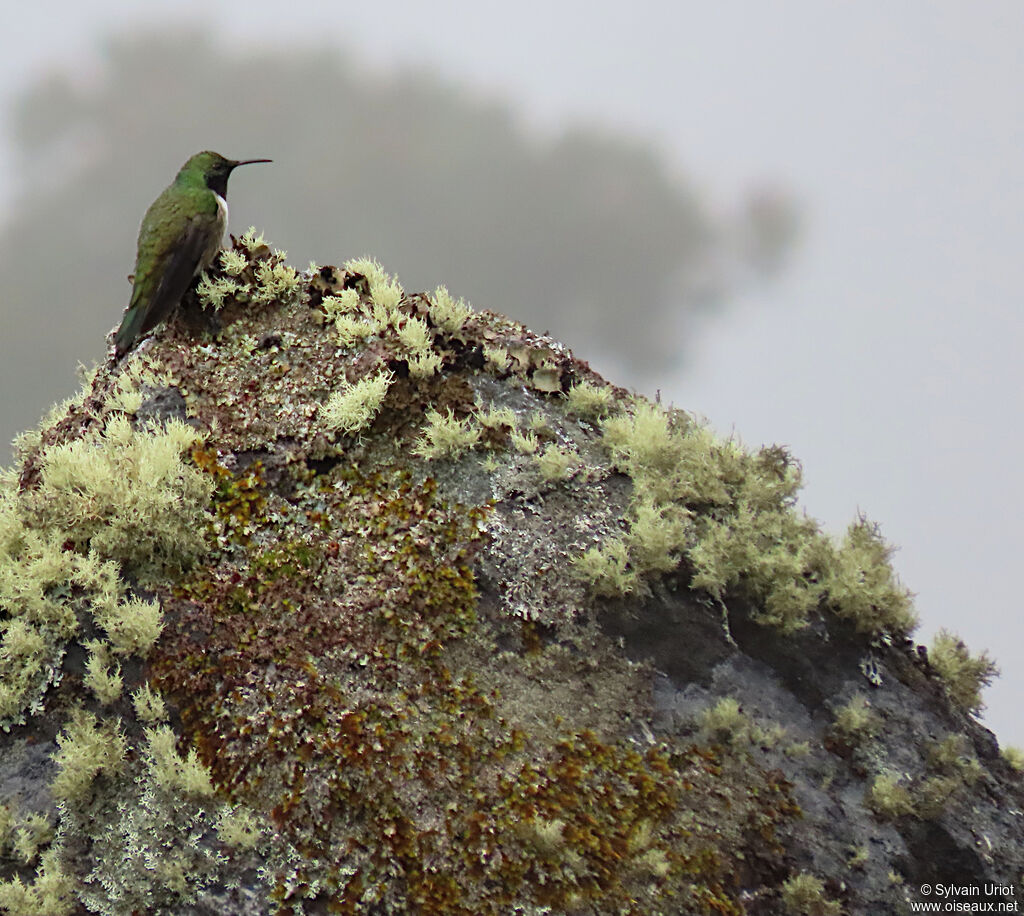 Green-headed Hillstar male adult