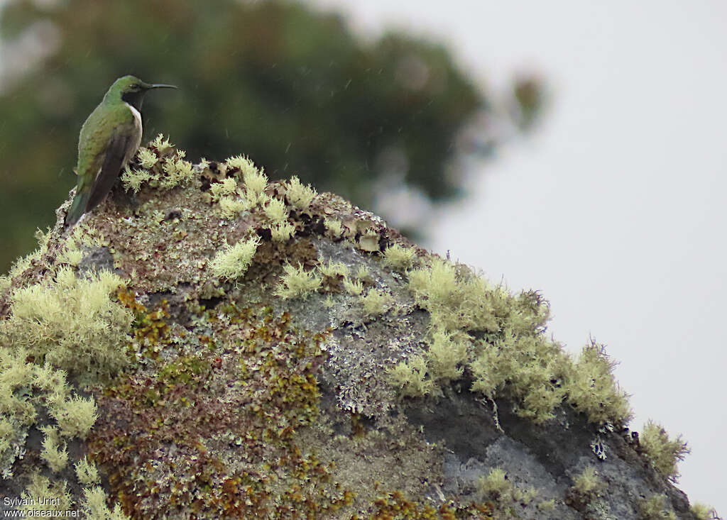 Green-headed Hillstar male adult