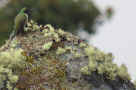 Green-headed Hillstar