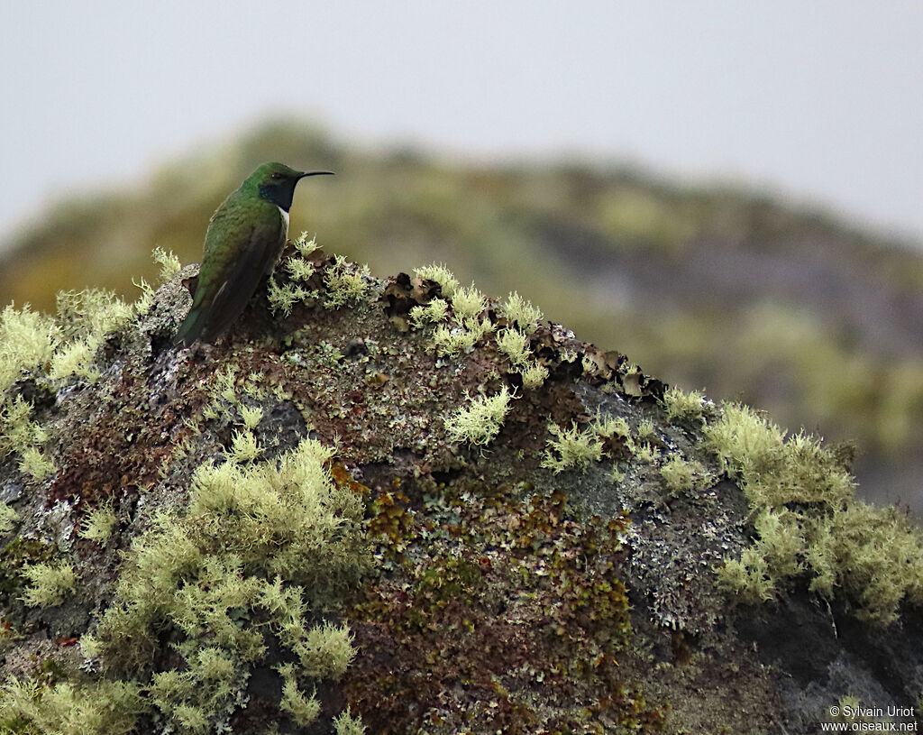 Green-headed Hillstar male adult