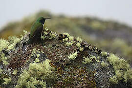 Green-headed Hillstar