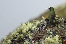 Green-headed Hillstar