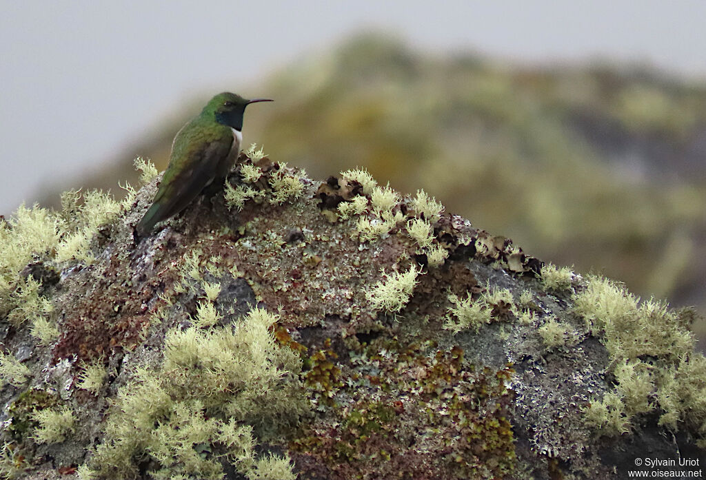 Green-headed Hillstar male adult