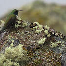Colibri de Stolzmann