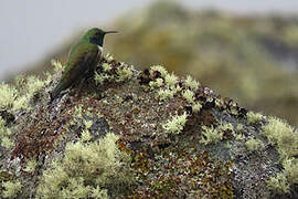 Green-headed Hillstar