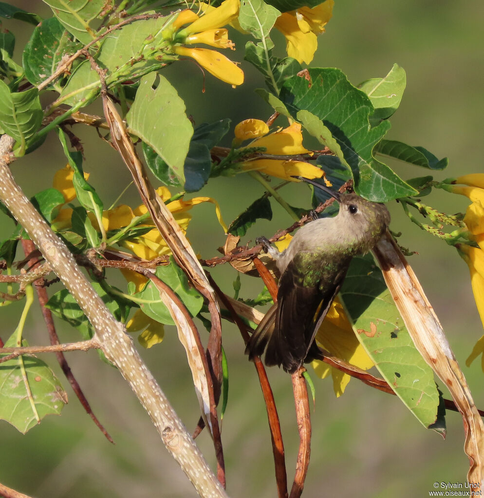 Colibri de Tumbes