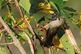 Colibri de Tumbes