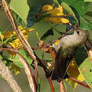 Colibri de Tumbes