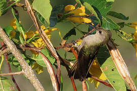 Tumbes Hummingbird