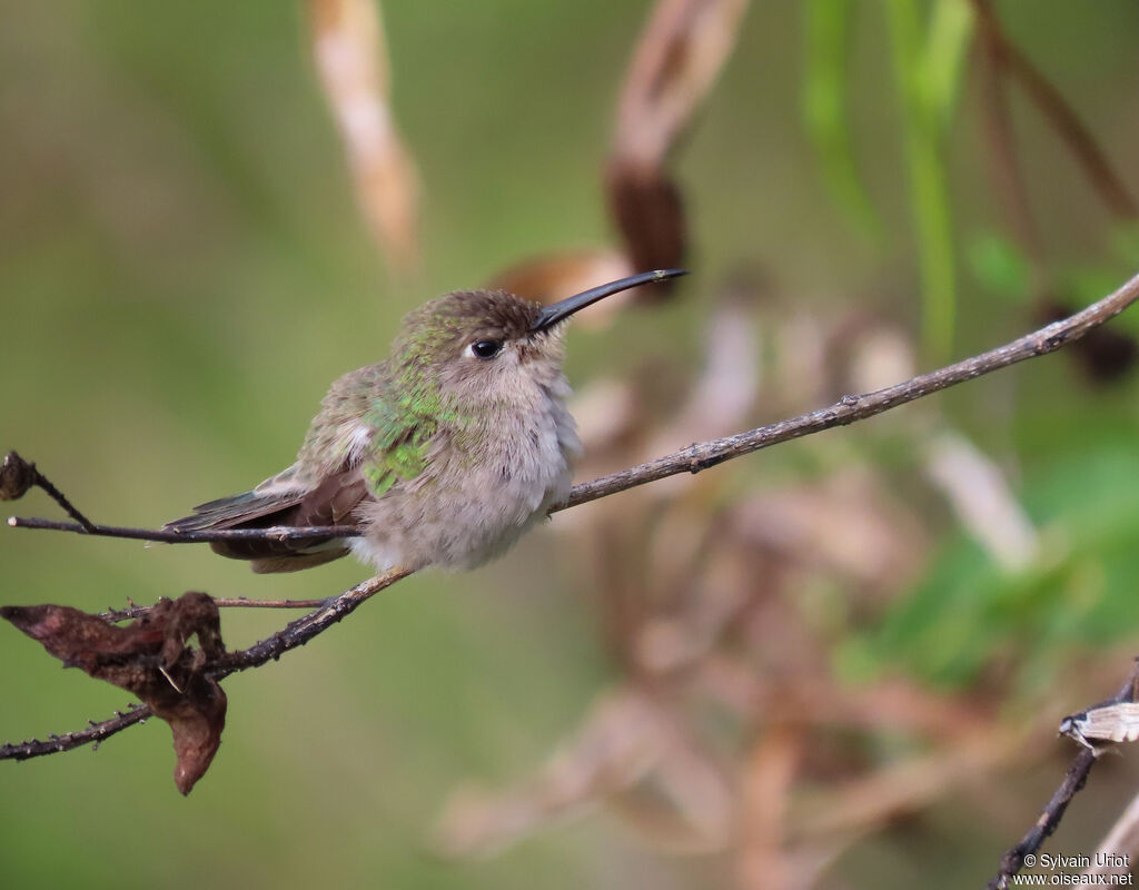 Colibri de Tumbes