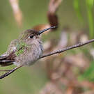 Colibri de Tumbes