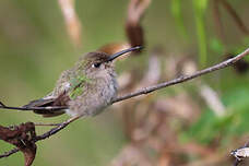 Colibri de Tumbes