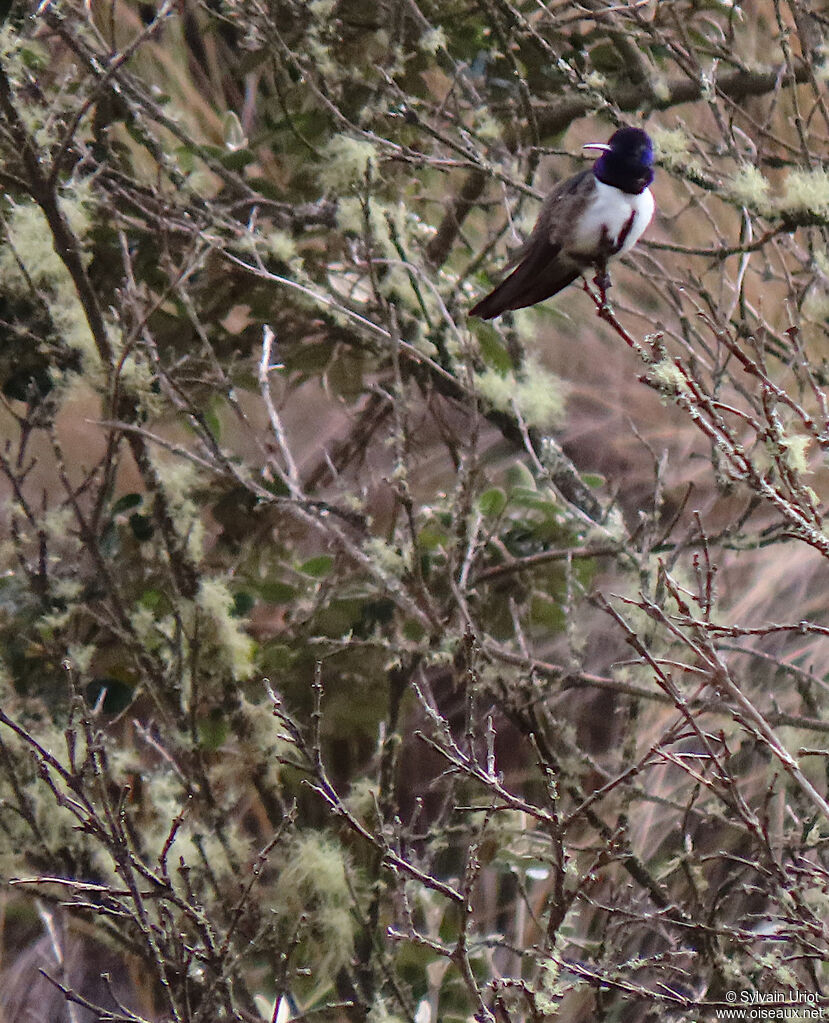 Colibri du Chimborazo mâle adulte