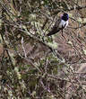 Colibri du Chimborazo