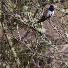 Colibri du Chimborazo