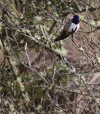 Colibri du Chimborazo