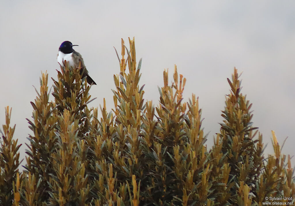 Colibri du Chimborazo mâle adulte