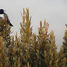 Colibri du Chimborazo