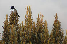 Colibri du Chimborazo