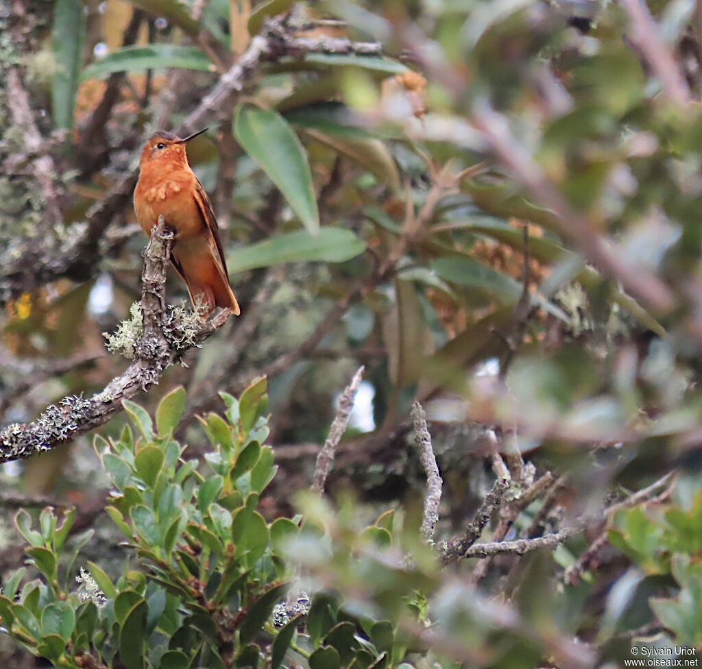 Colibri étincelantadulte