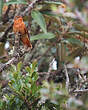 Colibri étincelant