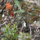 Colibri étincelant