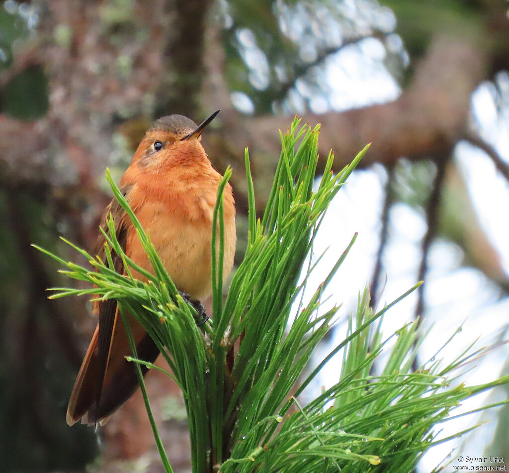 Colibri étincelantadulte