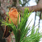 Colibri étincelant
