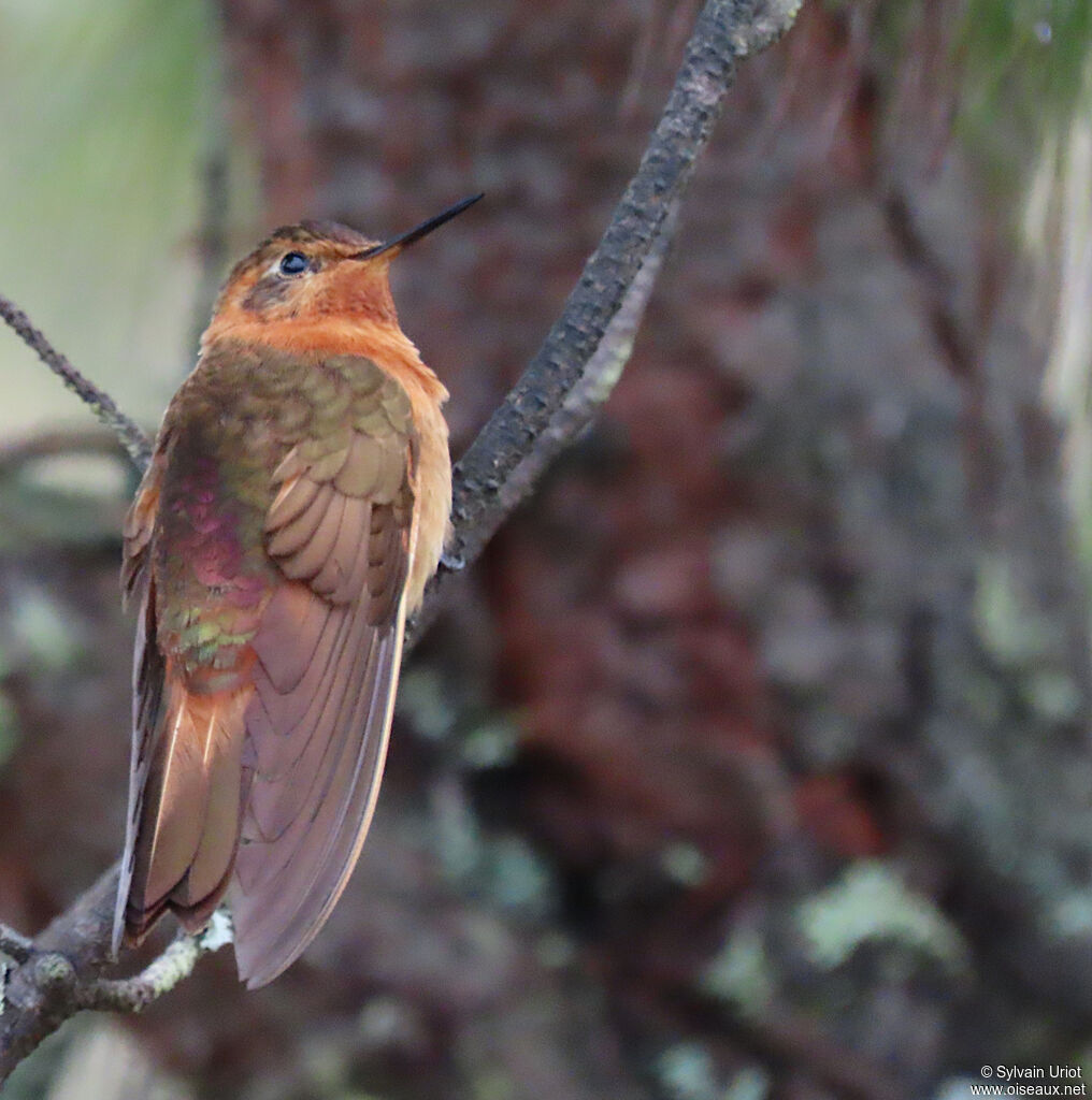 Colibri étincelant mâle adulte