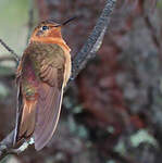 Colibri étincelant