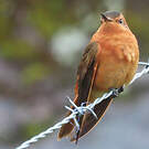 Colibri étincelant