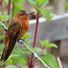 Colibri étincelant