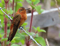 Colibri étincelant