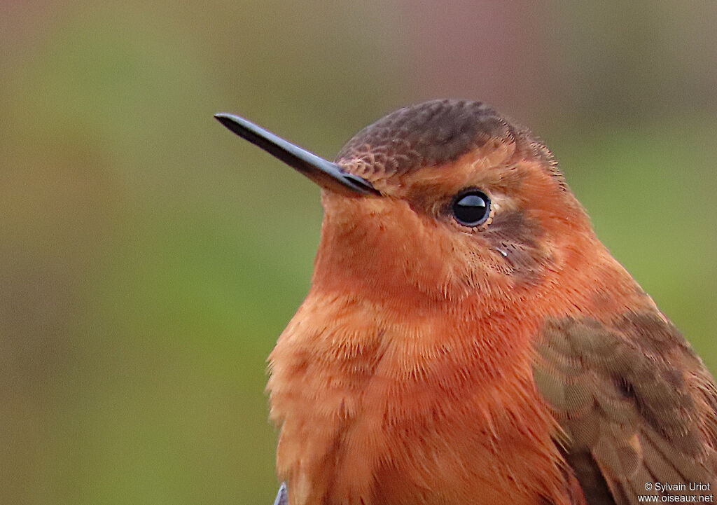 Colibri étincelantadulte