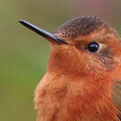 Colibri étincelant