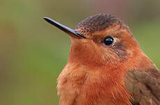 Colibri étincelant