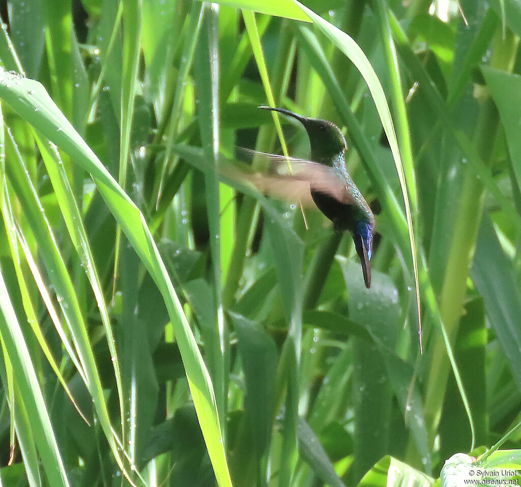 Green-throated Caribadult