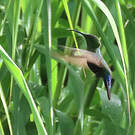 Colibri falle-vert