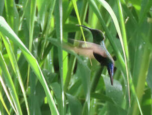 Colibri falle-vert