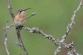 Purple-collared Woodstar