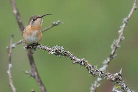 Colibri fanny