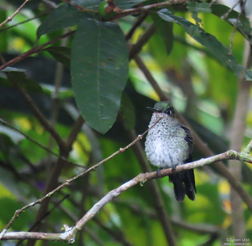 Colibri griveléadulte