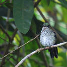 Colibri grivelé