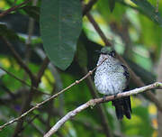 Colibri grivelé