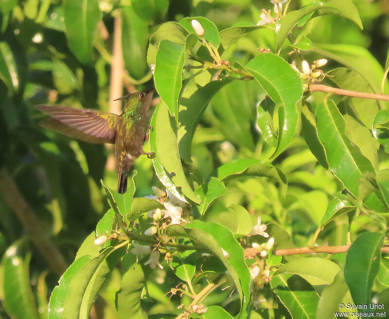 Antillean Crested Hummingbird male adult
