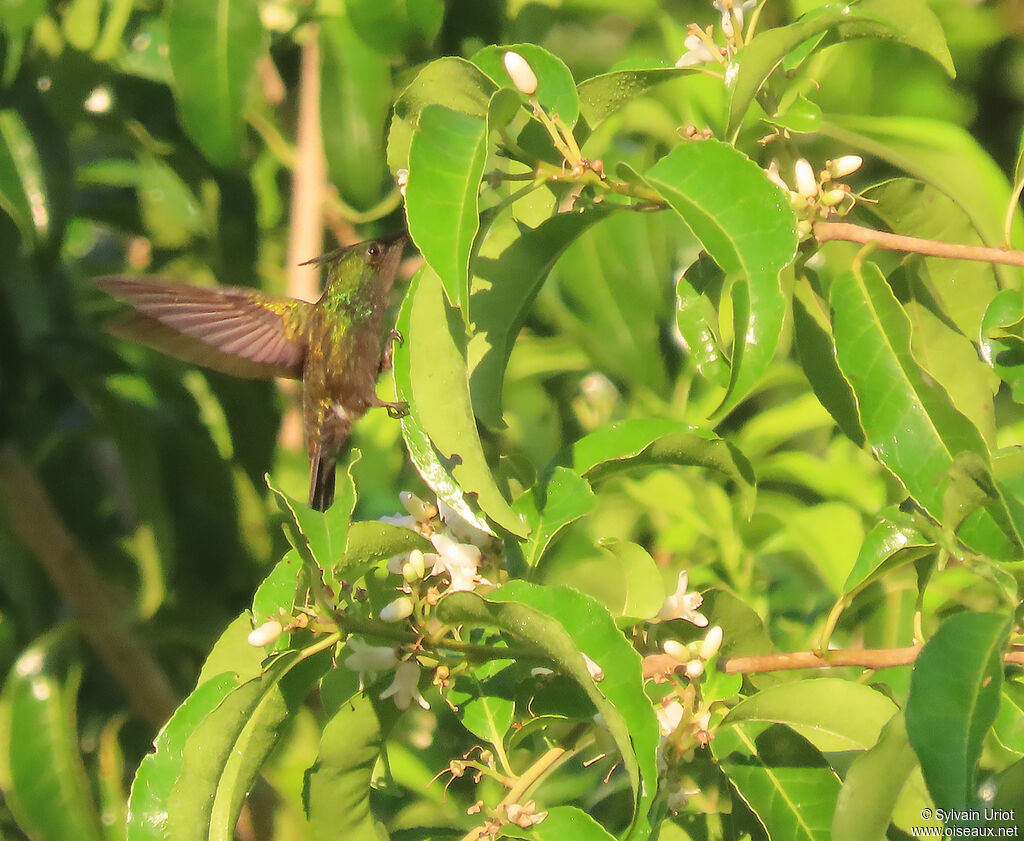 Antillean Crested Hummingbird male adult