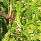 Colibri huppé