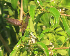 Antillean Crested Hummingbird